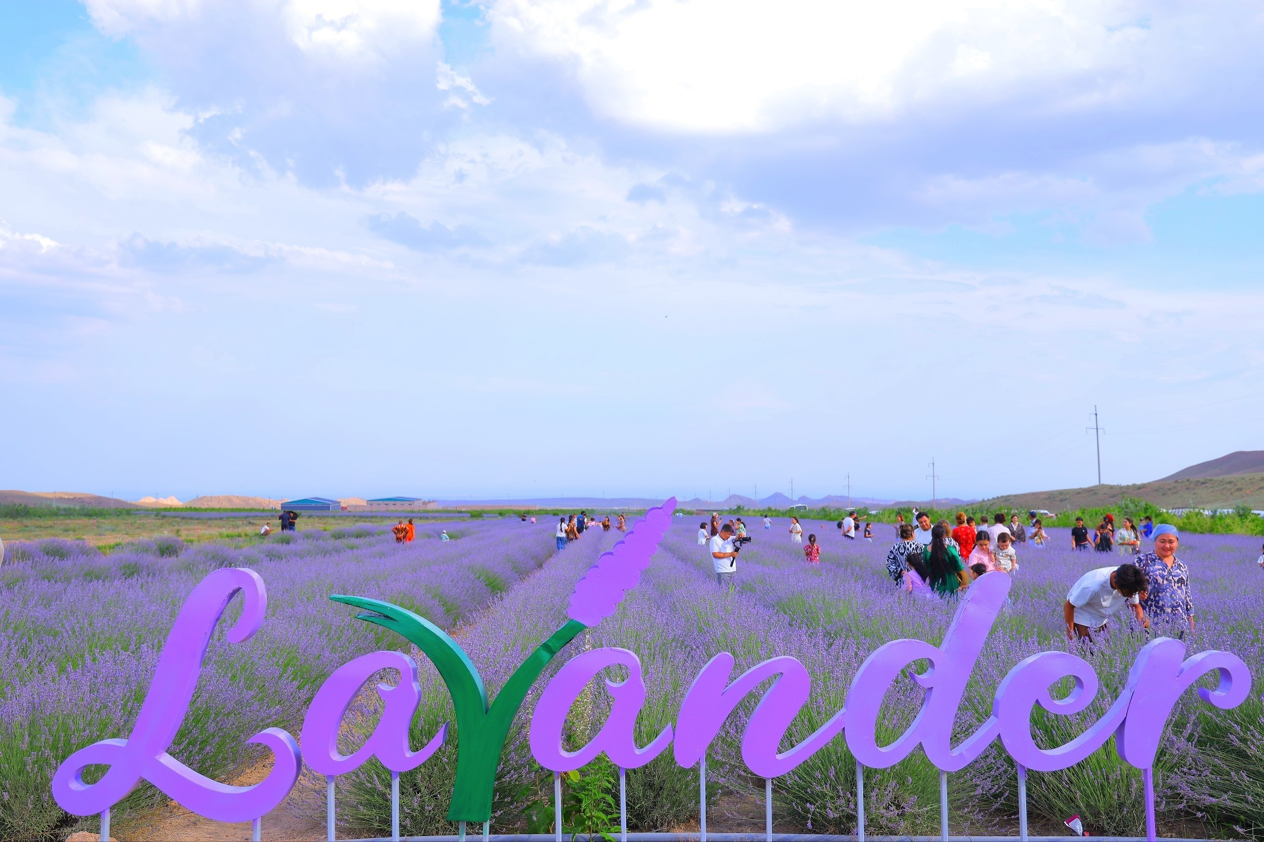 Pop wrapped in the scent of lavender: a unique destination for festival guests