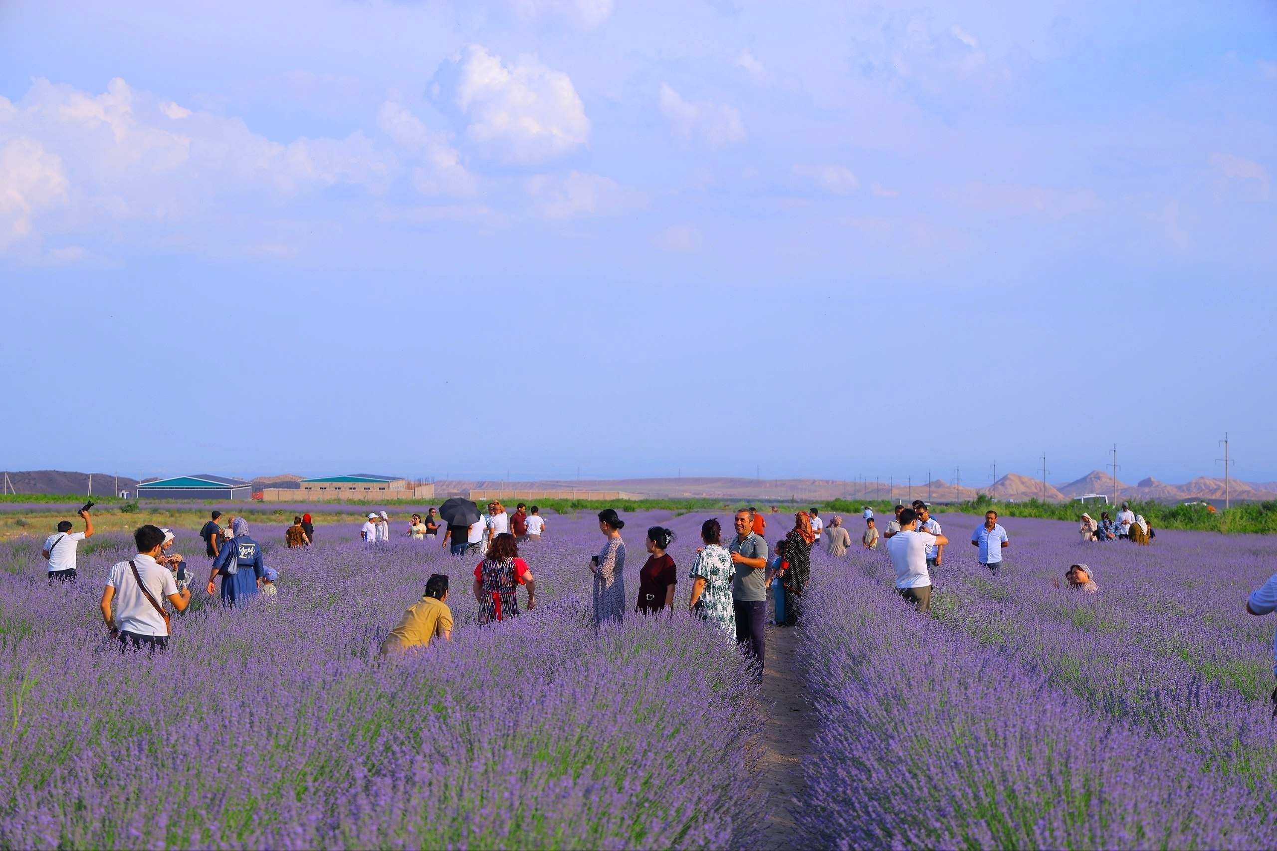 Pop wrapped in the scent of lavender: a unique destination for festival guests