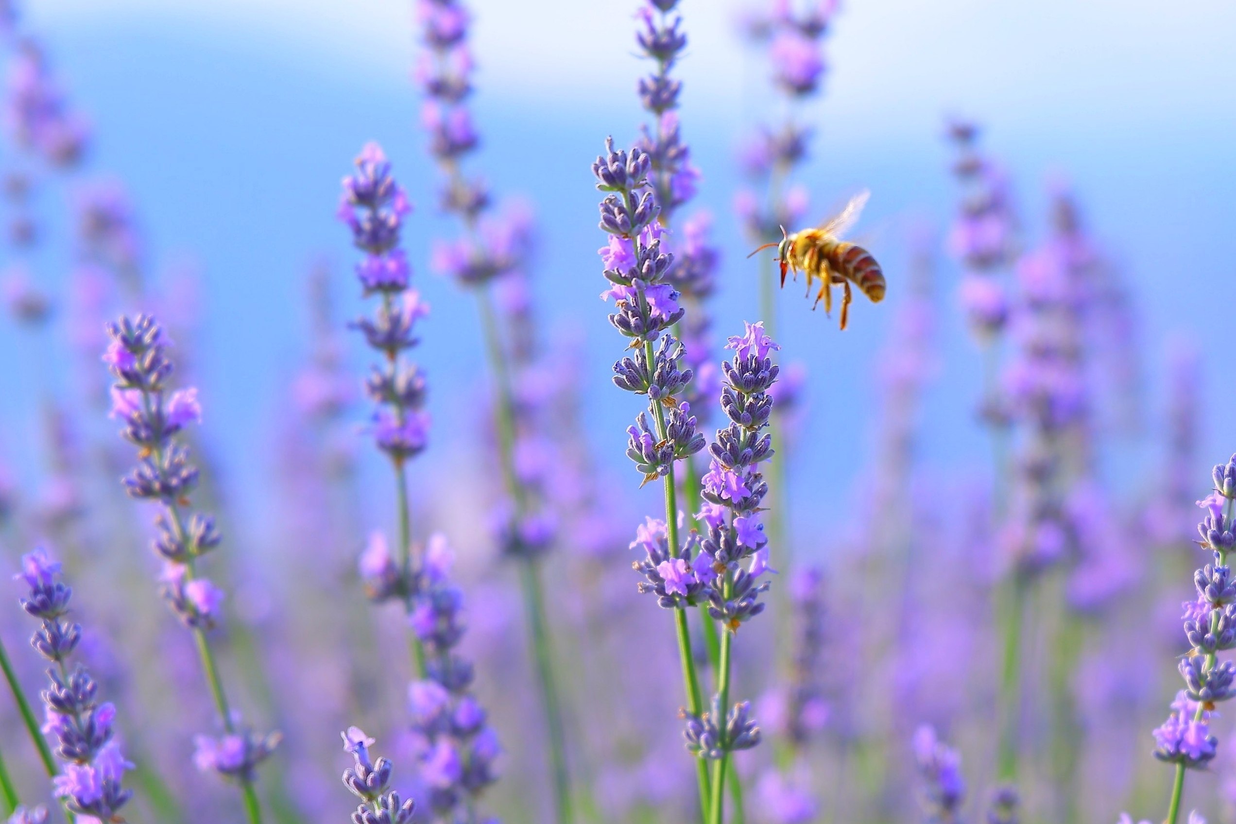 Pop wrapped in the scent of lavender: a unique destination for festival guests
