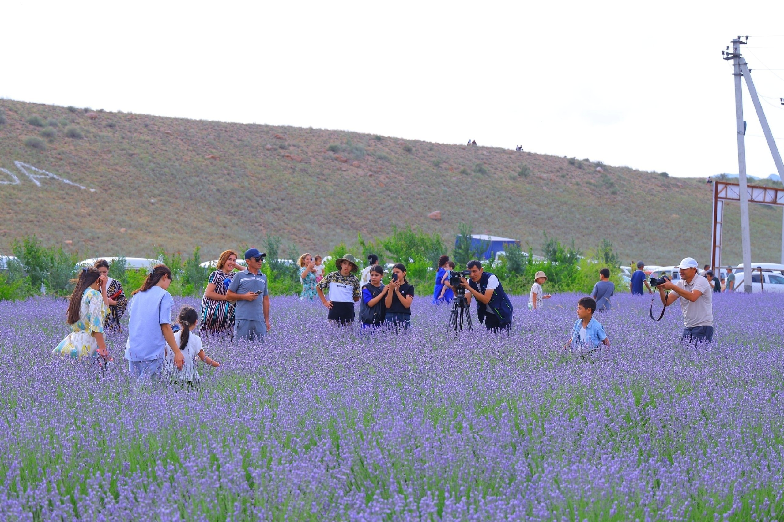 Pop wrapped in the scent of lavender: a unique destination for festival guests