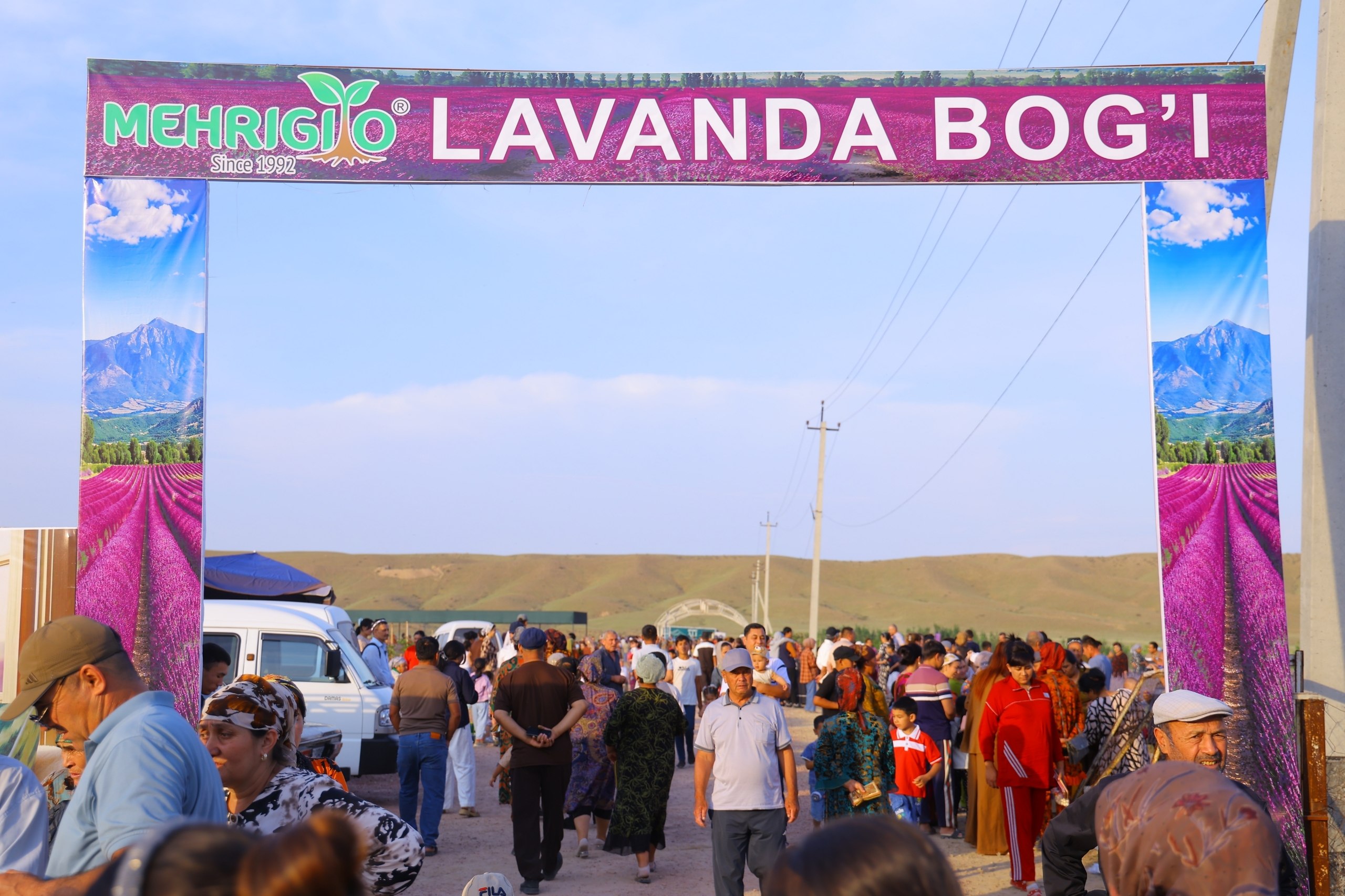 Pop wrapped in the scent of lavender: a unique destination for festival guests