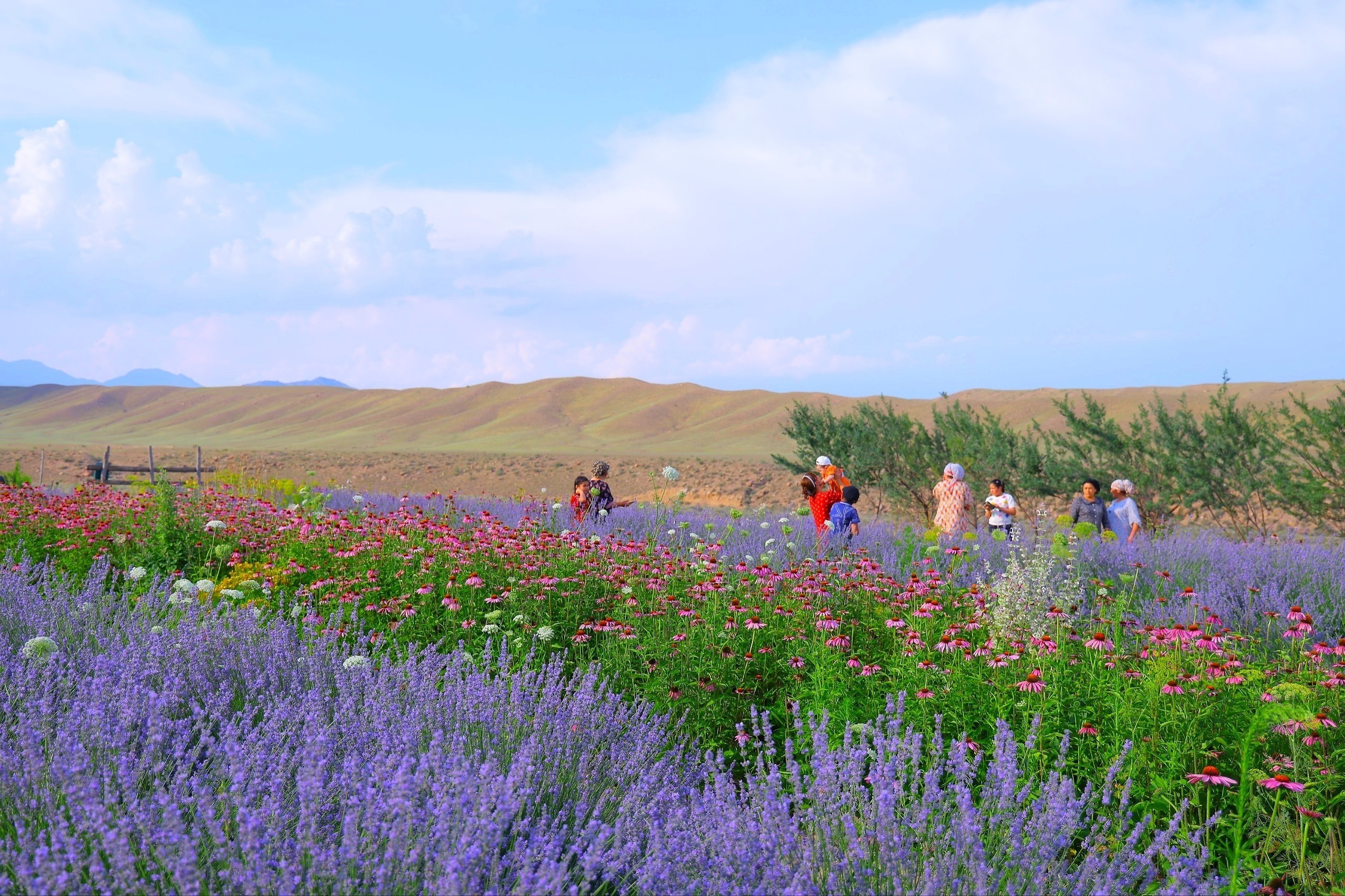Pop wrapped in the scent of lavender: a unique destination for festival guests